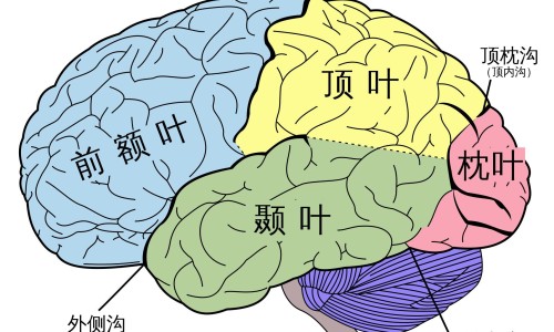 海鲜全家福配料及做法-海鲜全家福水饺都是什么馅、海鲜全家福200克包装 -海鲜全家福的主要营养成分网