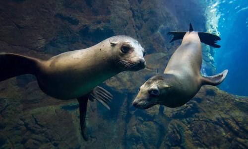 海鲜全家福水饺都是什么馅、海鲜全家福200克包装 -海鲜全家福的主要营养成分网